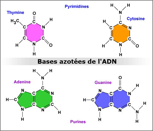 Les bases azotées constituant l'ARN et l'ADN. L'ARN ne contient pas de la thymine cependant et l'uracile est spécifique à l'ARN. Crédit : Gary E. Kaiser