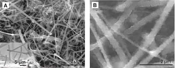 Au microscope électronique, à gauche les nanofils en silicium avant absorption de lithium, à droite après absorption. Les nanofils ayant absorbé le lithium ont gonflé. Crédit : Nature Nanotechnology