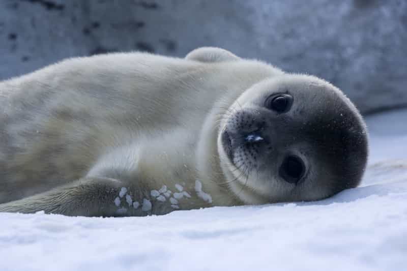 Un bébé phoque de Wedell, espèce spécifique à l'Antarctique. Les phoques du pôle Sud devraient être moins rapidement victimes du réchauffement climatique que leurs homologues en Arctique. En Antarctique, la glace de mer fond moins rapidement qu'en Arctique. © Samuel Blanc, cc by sa 3.0