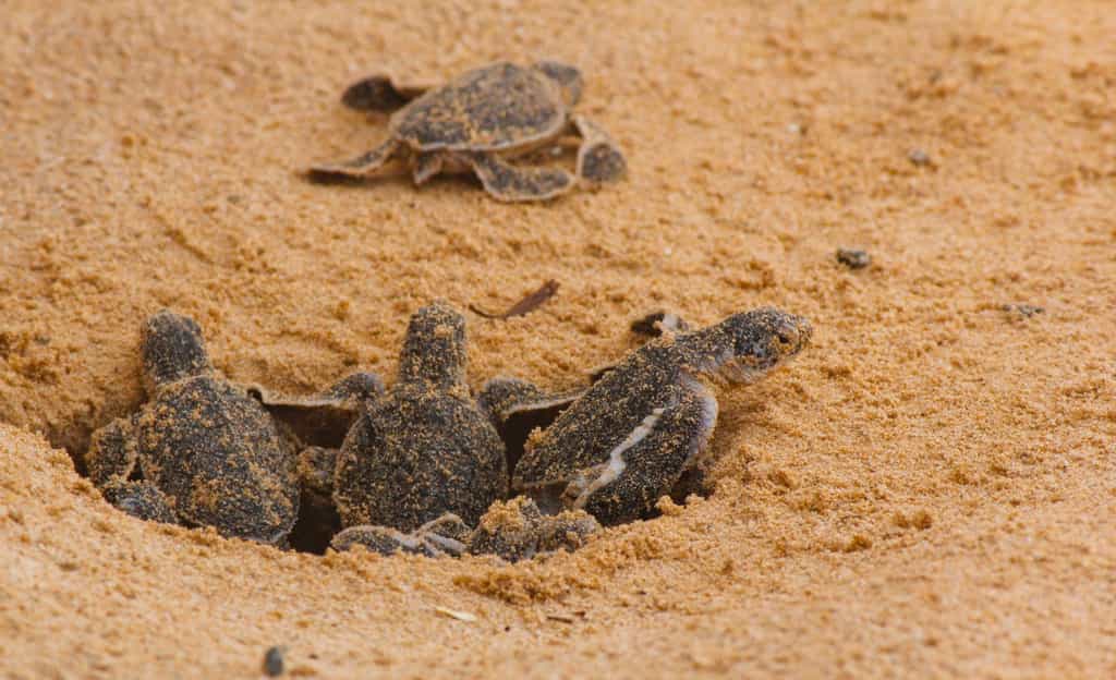 Les bébés tortues sont nés. La maman caouanne (Caretta caretta) était venue déposer ses œufs à la mi-juillet sur une plage de Fréjus, dans le département du Var. © MSM, Adobe Stock