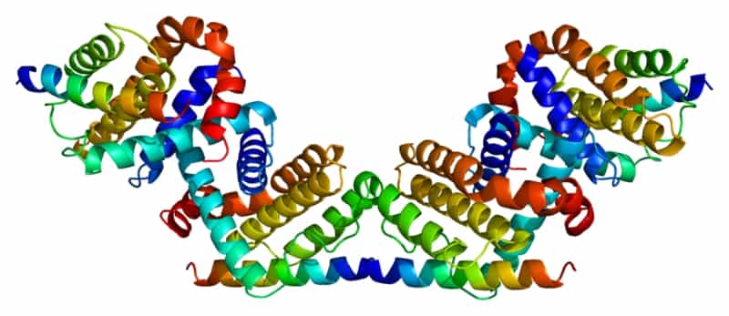 La bécline, ici en représentation tridimensionnelle,&nbsp;est une protéine impliquée dans l'autophagie. Ses parties actives pourraient potentiellement être utilisées comme des médicaments pour induire le processus et aider les cellules à se débarrasser des molécules toxiques ou des agents infectieux.&nbsp;© Emw, Wikipédia, cc by sa 3.0