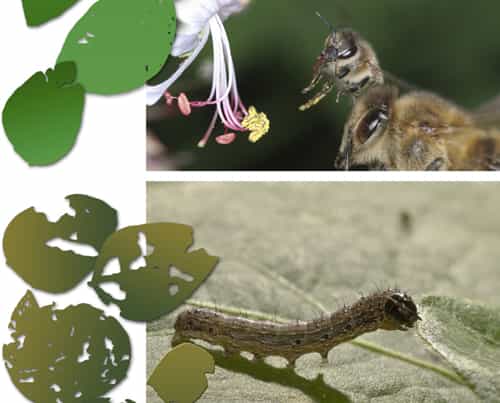 Là où volent les abeilles, les chenilles de papillons, comme si elles perdaient l'appétit, dévorent 70% de feuilles en moins. © Helga R. Heilmann, Beegroup/Université de Würzburg