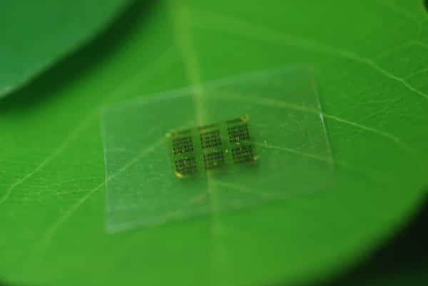 Une puce électronique à base de nanofibrilles de cellulose (CNF) posée sur une feuille. © Yei Hwan Jung, Wisconsin Nano Engineering Device Laboratory