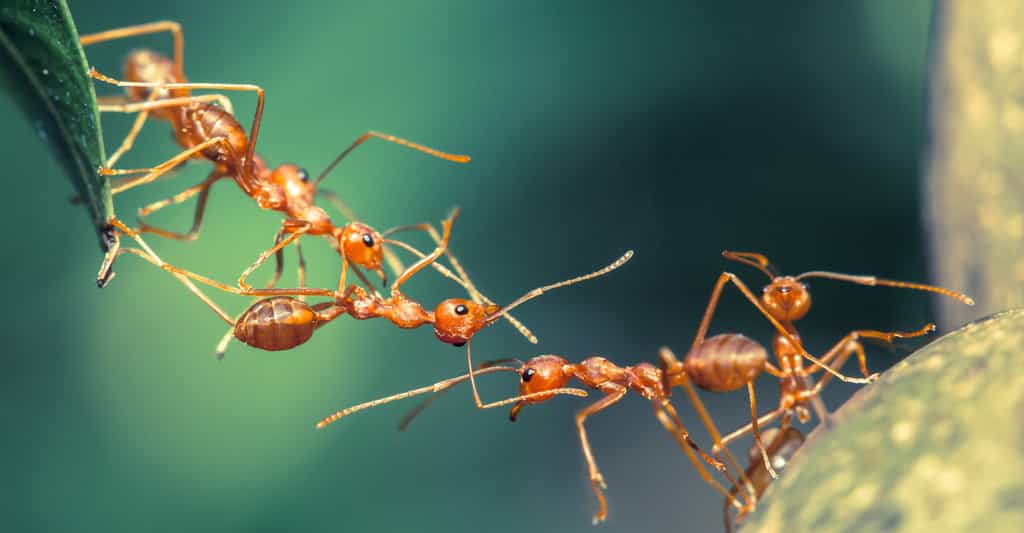 Des chercheurs se sont inspirés des ponts de fourmis pour imaginer un système de nanoparticules autoassemblables capables de réparer des circuits électriques. © lirtlon, Fotolia
