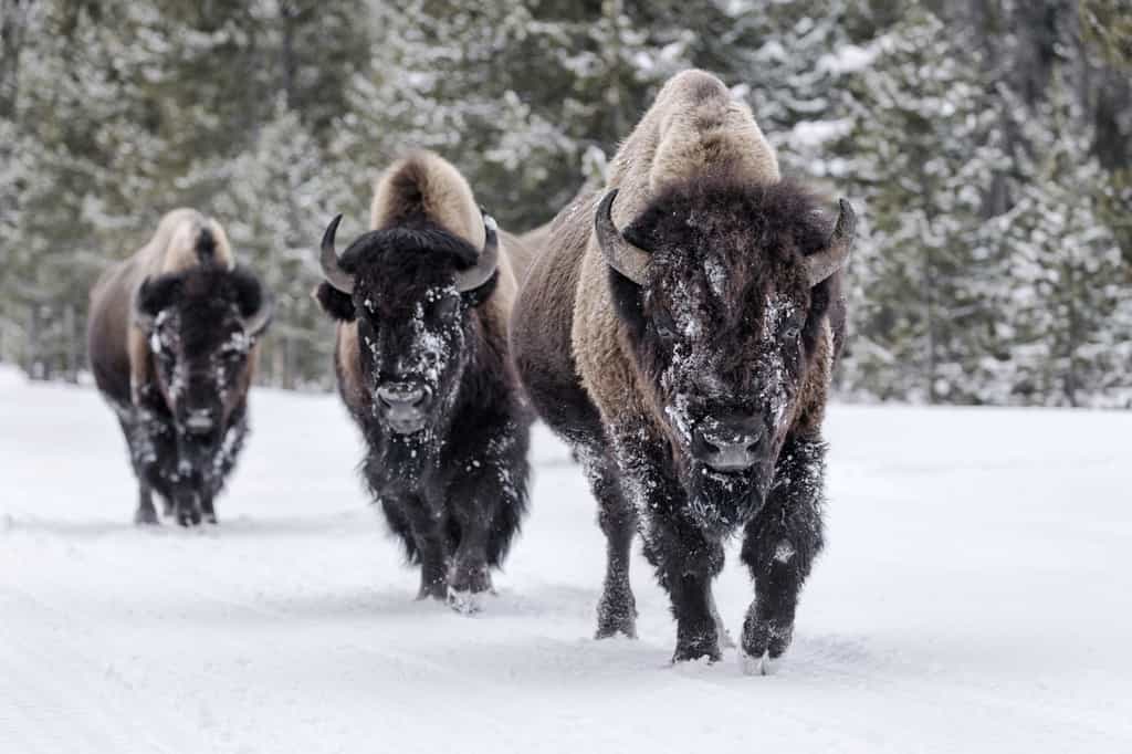 Les bisons américains sont des descendants des bisons des steppes qui vivaient aussi en Europe il y a plusieurs dizaines de milliers d'années. Leurs ancêtres sont arrivés en Amérique du Nord en profitant d'une ère glaciaire. © David Osborn, Shutterstock