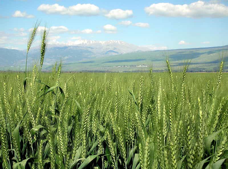Les champs de blé OGM abritent de grandes quantités d'insectes, comme dans des champs naturels. © DR