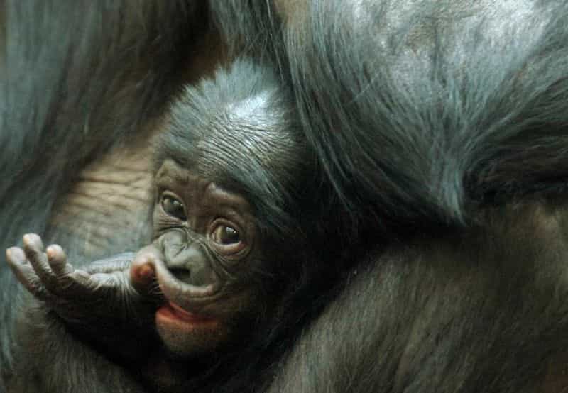 Comme les petits humains, les jeunes bonobos passent par les mêmes épreuves pour apprendre à gérer leurs émotions et mieux vivre en société. Le soutien d'une mère est un atout de poids. © Visionshare, Flickr, cc by nc sa 2.0