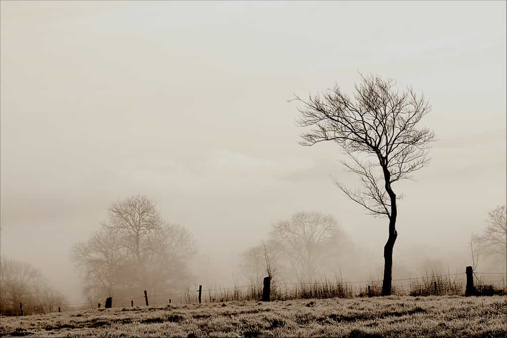 Gaz, fumée et brouillard (ce dernier est ici en photo) ne doivent pas être confondus. Ils présentent de grandes différences. © Phil, Flickr, CC by-nc-nd 2.0