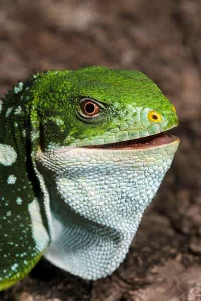 Le sourire de ce Brachylophus bulabula lui portera-t-il bonheur ? Crédit : US Geological Survey & prof. Robert Fisher