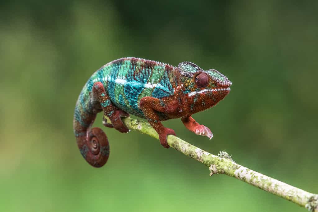 Un caméléon de l'espèce Furcifer pardalis, populaire parmi les terrariophiles. © vaclav, Adobe Stock