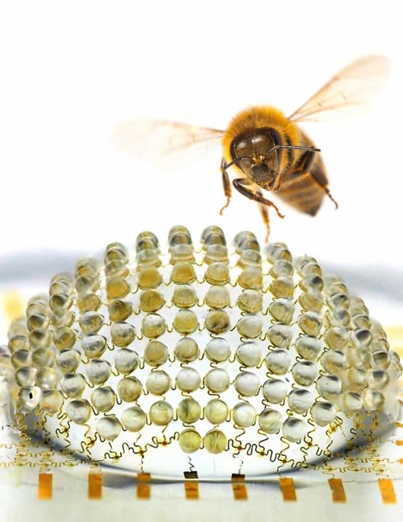 Les chercheurs ont encore du chemin à faire avant de créer une caméra composée de 4.500 microlentilles,&nbsp;et donc capable de voir comme cette abeille. En effet, les yeux de cet animal&nbsp;se composent chacun de 4.500 ommatidies.&nbsp;©&nbsp;Beckman institute for advanced science and technology, université de l’Illinois