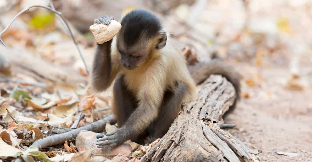 Des fouilles indiquent que les singes capucins utilisent des pierres comme outils de pilonnage depuis 3.000 ans, avec des variations dans la taille et le poids de l’outil. © Tiago Falotico, Wikimedia, CC By-4.0