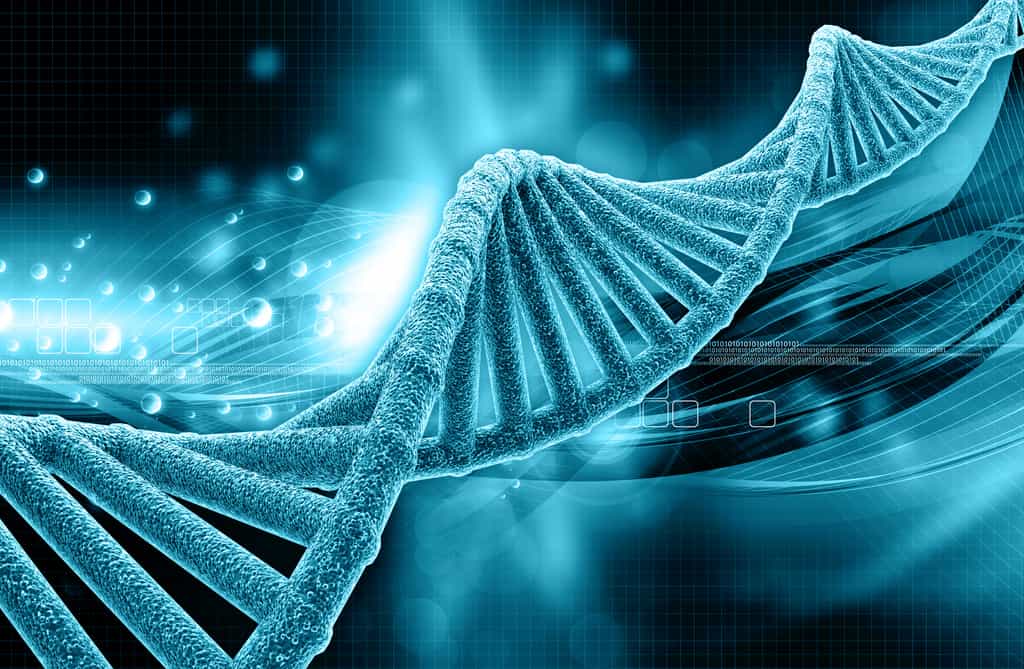 L'ADN porte les gènes qui codent pour les caractères héréditaires. © abhijith3747, Fotolia