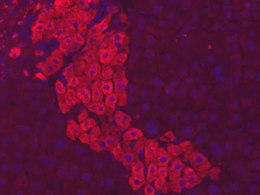 Cellules iPS humaines différenciées en hépatocytes (en rouge) dans une coupe de foie de souris. Les noyaux des cellules sont visibles en bleu. © Institut Pasteur