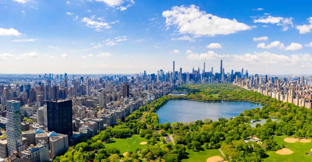 Central Park est considéré comme le poumon vert de New York. Pourtant, des chercheurs de la Columbia Climate School (États-Unis) montrent aujourd’hui que toute la végétation diffuse dispersée dans la ville absorbe bien plus encore de dioxyde de carbone (CO2). © ingusk, Adobe Stock