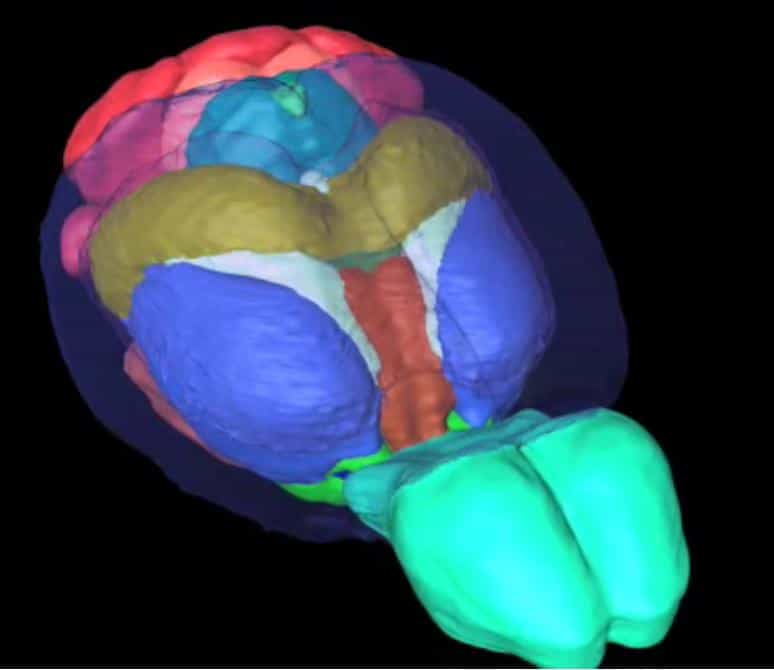 Le cerveau de la souris observé par résonance magnétique offre de belles images et surtout un atlas 3D utile aux chercheurs. © G. Allan Johnson, Duke Center for In Vivo Microscopy