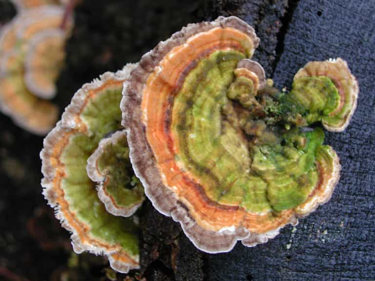 Une substance de ce beau champignon (Coriolus versicolor) permettrait de lutter efficacement contre le cancer de la prostate ! © Ecornerdropshop, Wikimedia, domaine public