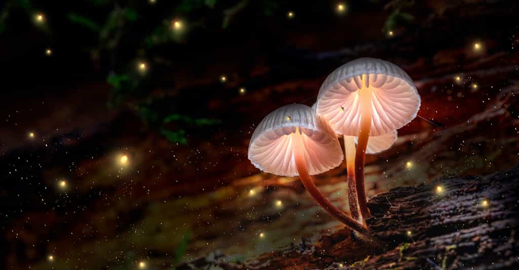 Des chercheurs voient dans les signaux électriques produits par les champignons, une sorte de langage composé de « mots ». © shaiith, Adobe Stock