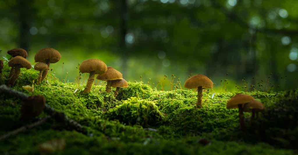 Selon des chercheurs de l’université du Massachusetts (États-Unis), la présence de champignons sur un sol l’aide à stocker du carbone sur le long terme. © youreyesonly, Adobe Stock