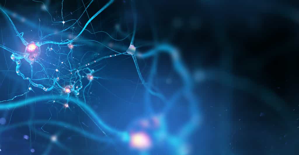 Stimuler la production de nouveaux neurones pourrait s'avérer efficace pour le traitement de la maladie d'Alzheimer. © solvod, Adobe Stock