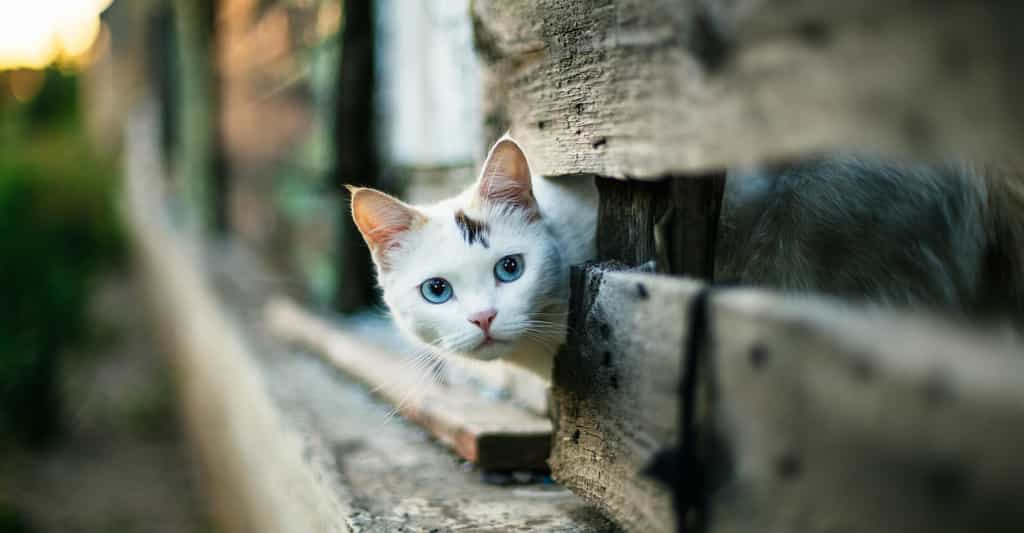 Une expérience laisse penser que les chats pourraient être capables d’imiter les comportements humains. © bearok, Adobe Stock