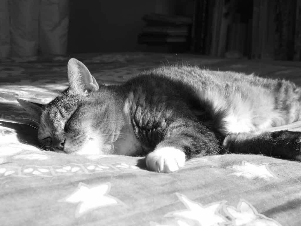Les chats ont beau paraître très heureux lorsqu'ils dorment sur le lit, ils risquent d'induire des allergies en laissant leurs squames dans les draps. © Elfleda, Flickr, cc by nc nd 2.0