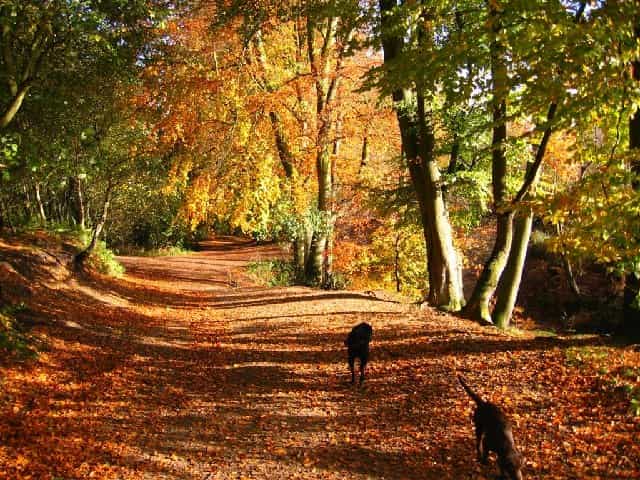 Chemin de forêt en automne © Copyright David Crocker and licensed for reuse under this Creative Commons Licence
