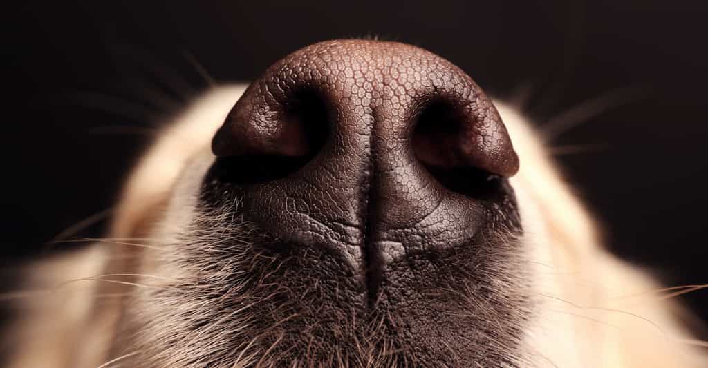 Les chiens pourraient devenir de précieux atouts dans la lutte contre la propagation du coronavirus. © Africa Studio, Adobe Stock