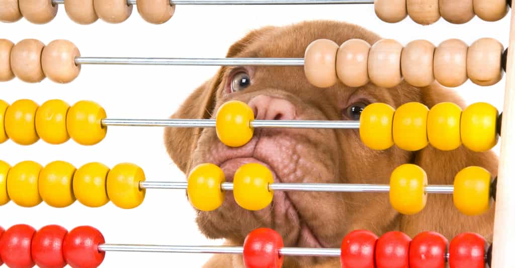 Les hommes et les chiens sont séparés par 80 millions d’années d’évolution. Ainsi, les chercheurs de l’université Emory (États-Unis) qui viennent de découvrir chez les chiens, une sensibilité aux nombres, montrent que celle-ci résulte d’un mécanisme neuronal partagé qui remonte au moins aussi loin. © VitalyTitov, Adobe Stock