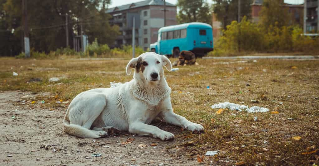 Des chercheurs américains rapportent qu’il est peu probable que des mutations induites par les radiations aient entraîné les différences génétiques notées entre les populations de chiens de la ville de Tchernobyl et celle de la centrale nucléaire. © Sergiy, Adobe Stock