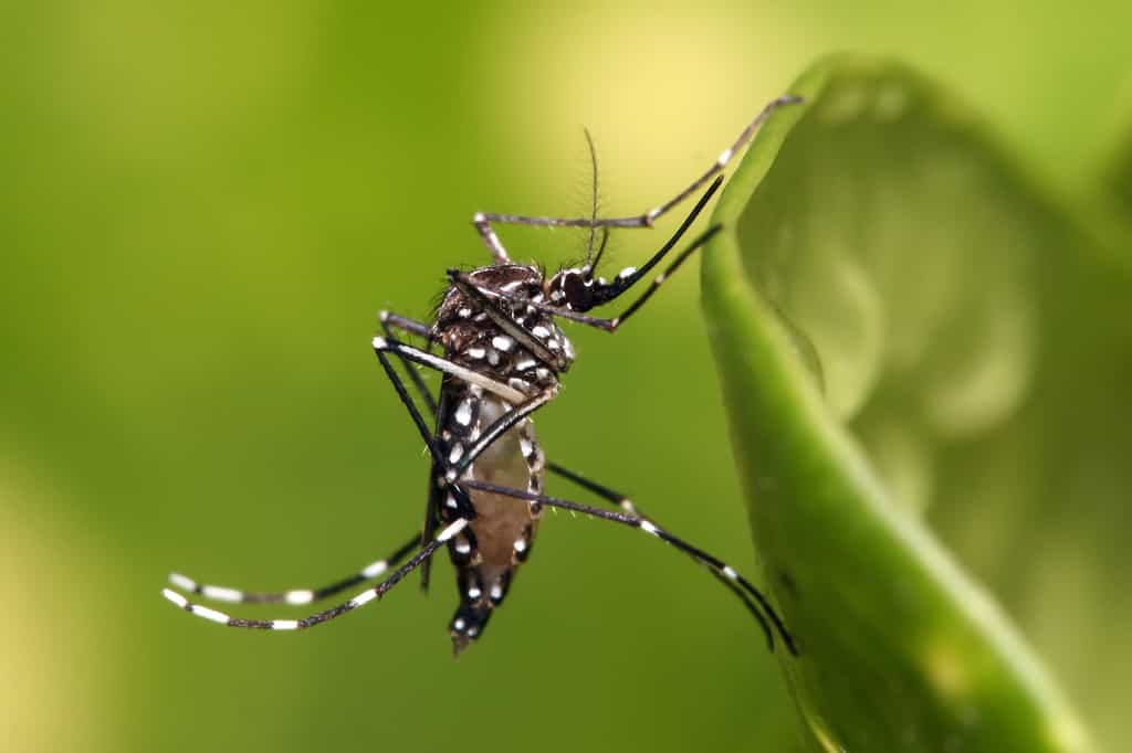Un des moustiques vecteurs du virus chikungunya : Aedes aegypti. © Muhammad Mahdi Karim, Wikipédia, GNU 1.2