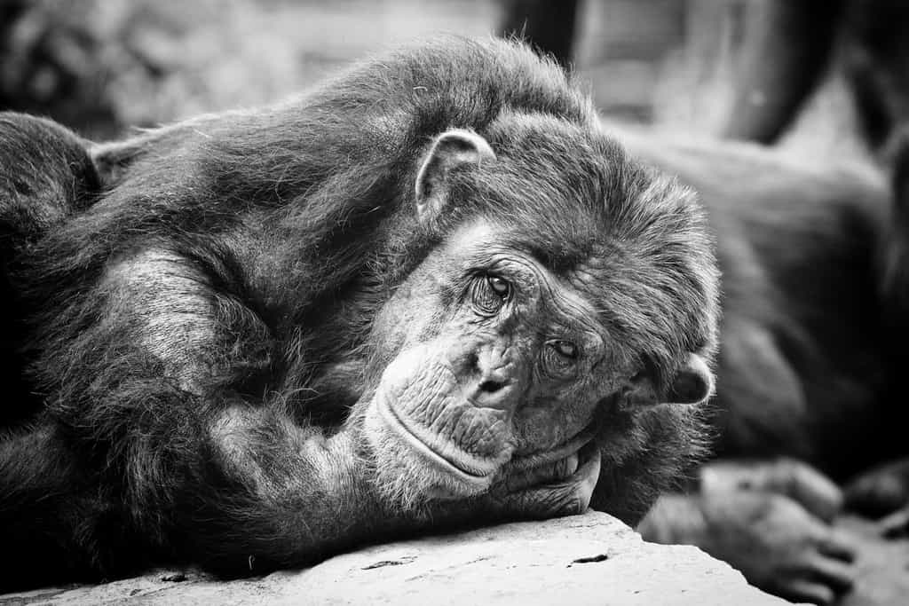 Les chimpanzés pourraient détenir quelques-unes des clés qui ouvriront les portes de la compréhension de l'origine de notre langage articulé. Leurs vocalisations contiennent de l'intentionnalité.&nbsp;© Gerwin Filius, Flickr, cc by nc nd 2.0