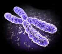 Chromosome X : un dossier complet sur&nbsp;les différentes maladies génétiques liées à ce chromosome sexuel. ©&nbsp;DR