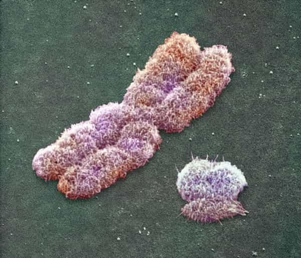 Le chromosome Y, paraissant tout petit à côté du X, est propre aux mâles. Seuls 2 de ses 104 gènes suffisent pour permettre à des souris mâles de produire des gamètes immatures qui, une fois injectées selon une technique particulière, peuvent devenir fécondants. © HF Willard, Nature