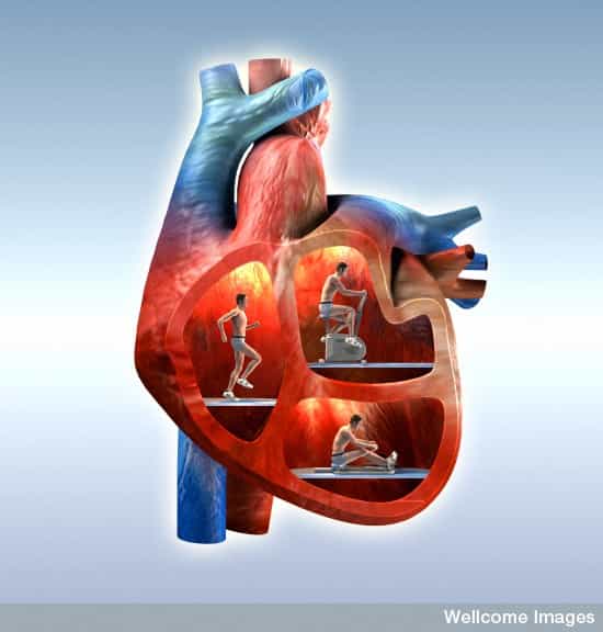 Des cellules souches de la peau transformées en cardiomyocytes pour redonner au cœur la puissance pour fonctionner correctement. Voici peut-être le traitement du futur de l'insuffisance cardiaque, pathologie qui tuerait en France chaque année plus de 30.000 personnes. © Oliver Burston, Wellcome Images, Flickr, cc by nc nd 2.0