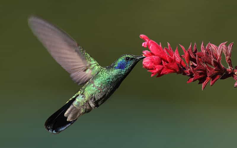 Le colibri, capable de réaliser un vol stationnaire, peut ainsi prélever le nectar des fleurs et contribuer à la  pollinisation, un service écologique offert par la nature mais mis à mal par l'Homme. © Mdf, Wikimedia common, CC by-sa 3.0
