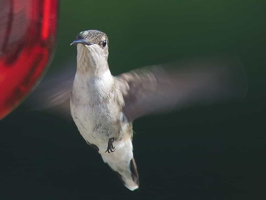 Le colibri à gorge rubis&nbsp;Archilochus colubris&nbsp;peut atteindre une taille de 9 cm. Il vit dans l'est des&nbsp;États-Unis et dans le sud du Canada. L'espèce est néanmoins migratrice, elle passe donc l'hiver au Mexique ou en Amérique centrale.&nbsp;© David Illig, Flickr, CC by-nc 2.0