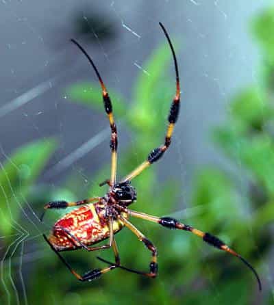 Nephila clavipes est une espèce d'araignée pouvant tisser des toiles d'un mètre de diamètre. Au soleil, elles réfléchissent des éclats dorés. Sur cette photo, un spécimen femelle se saisit du fils de soie qu'il produit du bout de la patte, là où les poils sont durs et recouverts d'un revêtement antiadhésif. © C. Frank Starmer, Wikimedia common, CC by-sa 2.5