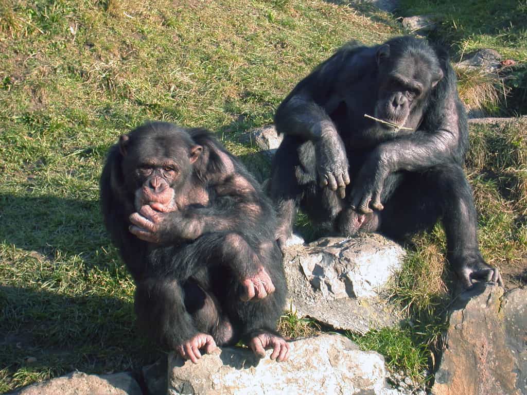 Les chimpanzés forment habituellement des communautés de 20 individus au sein desquelles ils peuvent vivre en sous-groupes. Le toucher joue un rôle important dans leurs communications. © Claudia Rudolf von Rohr