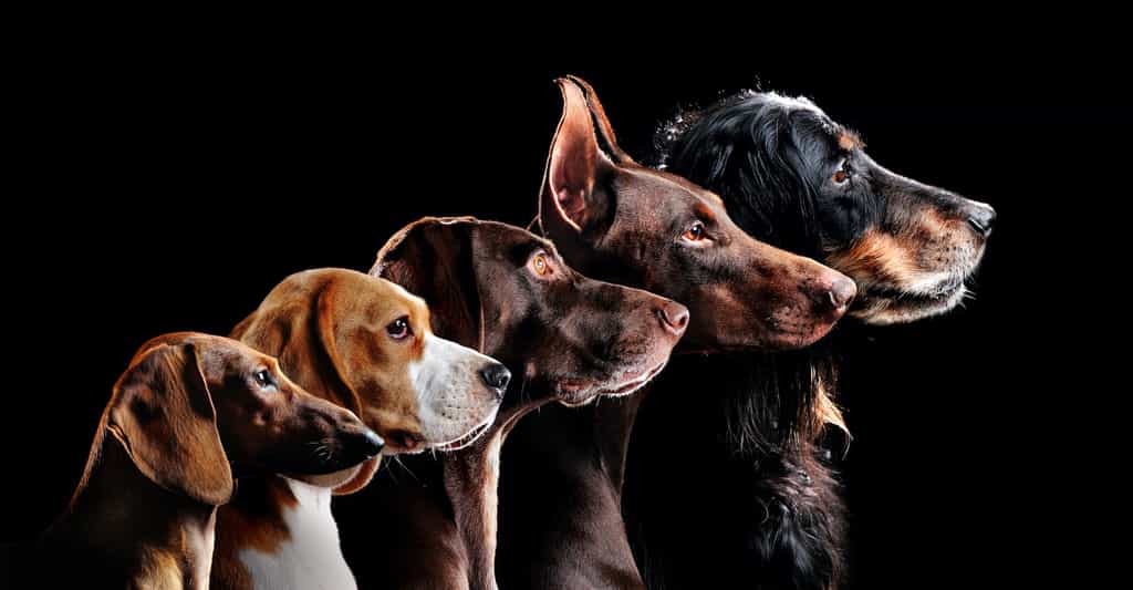 Des chercheurs de l’université de Californie (États-Unis) montrent un niveau élevé de consanguinité chez les chiens. Un niveau qui met leur santé en danger. © iagodina, Adobe Stock