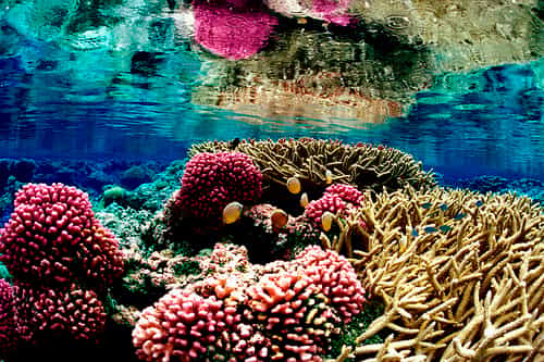 Le corail est menacé par l'acidification des océans, mais aussi par certains pathogènes, la pollution ou le réchauffement de l'eau. &copy; USFWS Pacific, Flickr, cc by 2.0