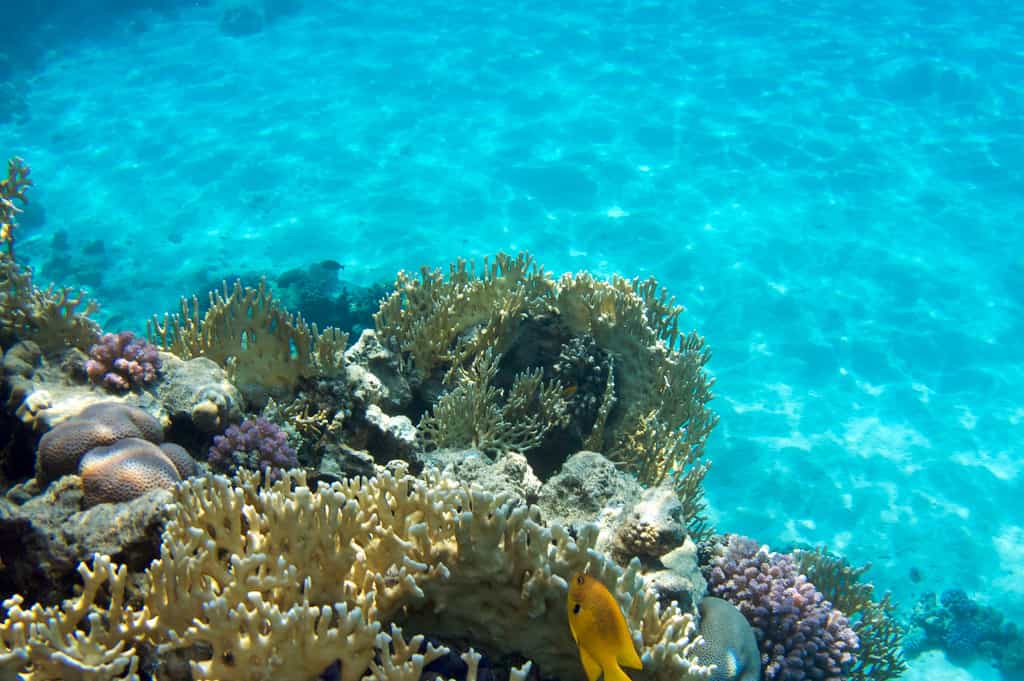 Les quatre plus grands récifs coralliens du monde sont situés en Australie, en Nouvelle-Calédonie, au Belize et en Floride (parc national de Dry Tortugas). Les coraux, ces animaux de la branche des Cnidaires, sont essentiellement constitués de calcite, les rendant vulnérables à l'acidification des océans. © kjbstar, Flickr, cc by-nc-nd-2.0