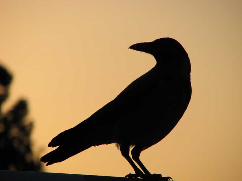 Les corneilles, que l’on confond souvent avec les corbeaux, sont des oiseaux très communs, dotés d’une intelligence remarquable. Une nouvelle preuve vient d’en être apportée. © Naama, Flickr, cc by sa 2.0