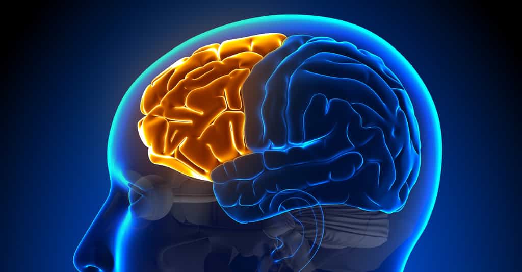 Le cortex préfrontal (en orange sur l'image) constitue la partie antérieure du lobe frontal. © decade3d - anatomy online, Shutterstock