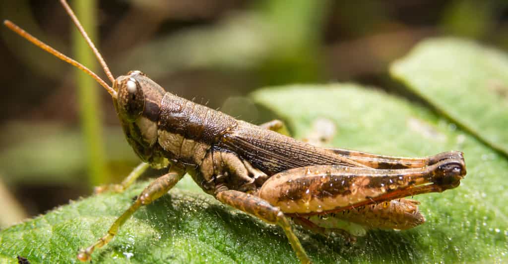 Quel insecte est le plus grand ? le plus gros ? le plus long du monde ? Non, ça n'est pas ce criquet… © Shutterstock