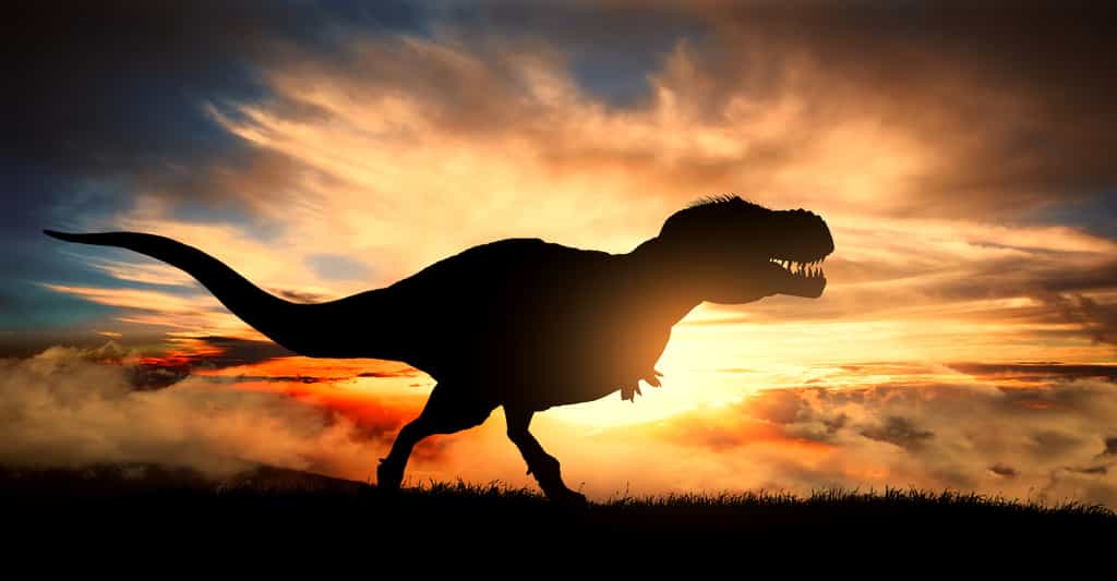 Selon des chercheurs du Field Museum (États-Unis), les T-Rex connaissaient des poussées de croissance que ne connaissaient pas tous leurs cousins théropodes. © ginettigino, Adobe Stock