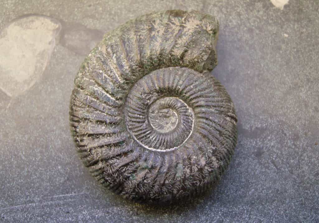 Les ammonites peuvent être utiles à la datation relative de strates géologiques. © GorissenM, Flickr, CC by-sa 2.0
