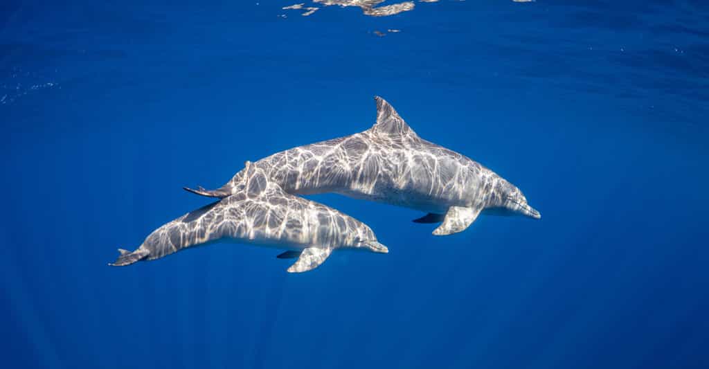 Des chercheurs du Groupe d’étude des mammifères marins (GEMM) ont observé un comportement exceptionnel chez les Grands dauphins du côté de l’atoll géant de Rangiroa, en Polynésie française. © Dmitry Kokh, Fotolia
