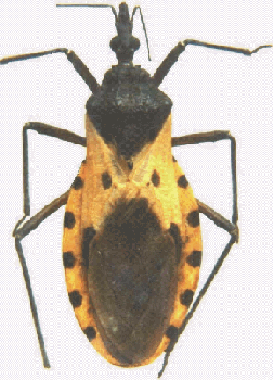 Le triatome, l'insecte vecteur. © Pan American Health Organization