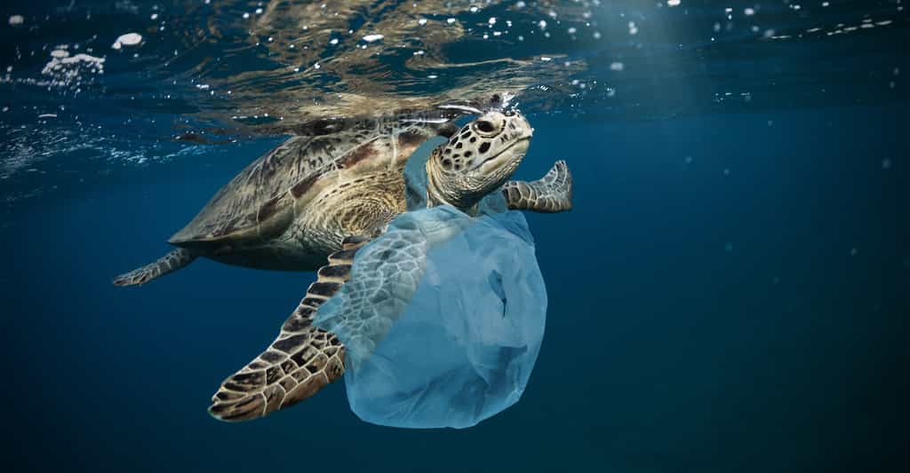 Après les risques d’ingestion et d’enchevêtrement, les déchets plastiques qui encombrent nos océans pourraient poser un nouveau problème environnemental. En permettant à des espèces côtières de s’installer en haute mer, faisant concurrence aux espèces indigènes. © Jag_cz, Adobe Stock